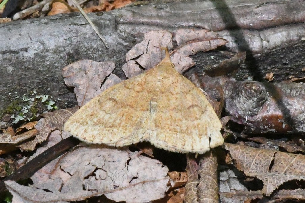 047 2017-07313208 Summer Star Wildlife Sanctuary, MA.JPG - Pale Phalaenostola Moth (Phalaenostola metonalis). Summer Star Wildlife Sanctuary, MA, 7-31-2017